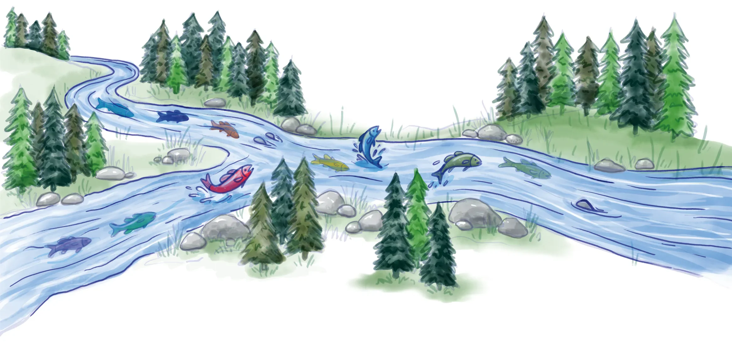 Deux rivières bordées d’épinettes se rejoignent en une seule; des poissons de couleur y nagent et sautent hors de l’eau.